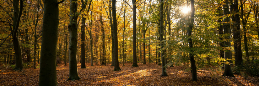 Autumn Infection Control: How to Prepare for Cold and Flu Season