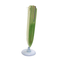 Model Of Dicot Root Each