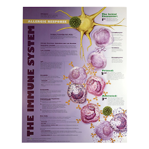 The Immune System Poster, Soft Lamination, Each Each