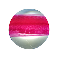 Livingstone Premium Top Level Prepared Slide, Amphioxus, Immature Adult, Whole Mount, Each Each