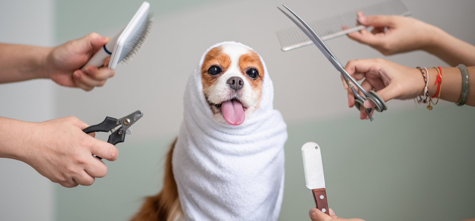 Get quality bulk pet grooming supplies to save money and reduce store trips.