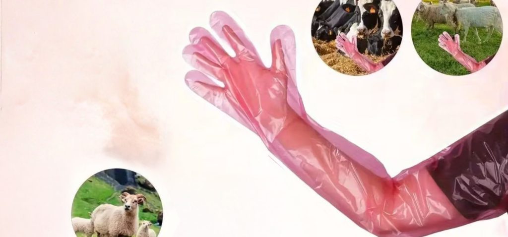 Using Shoulder-Length Vet Gloves in Large Animal Care