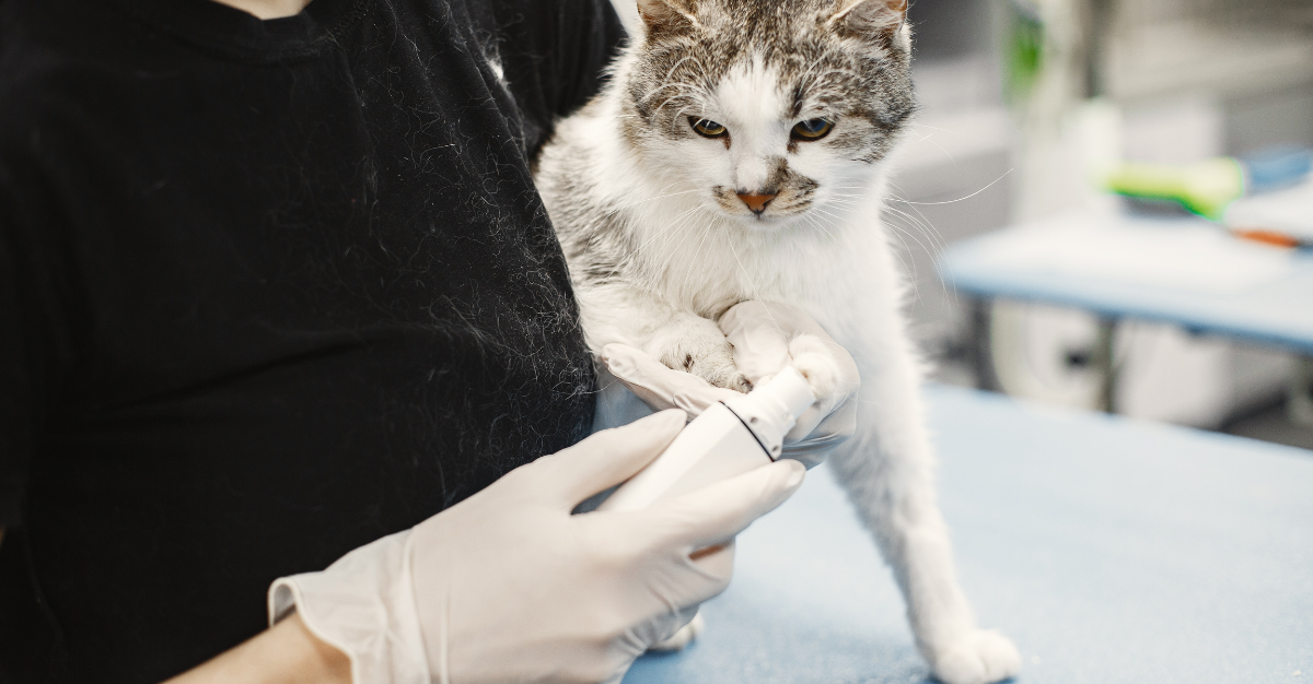 Disposable Veterinary Gloves
