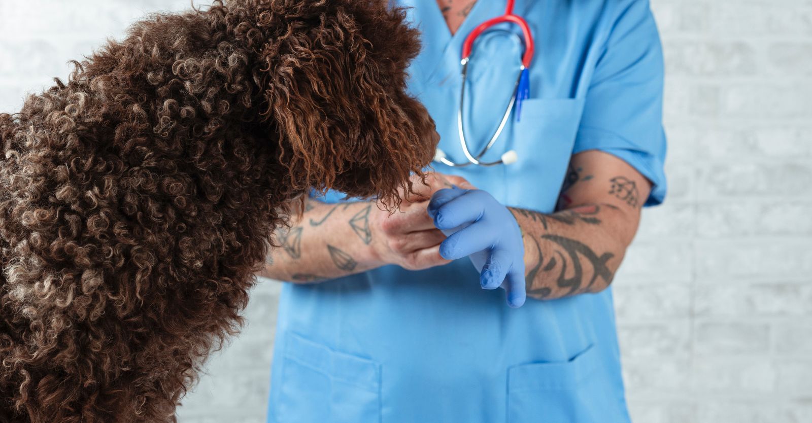 Latex-Free Veterinary Gloves