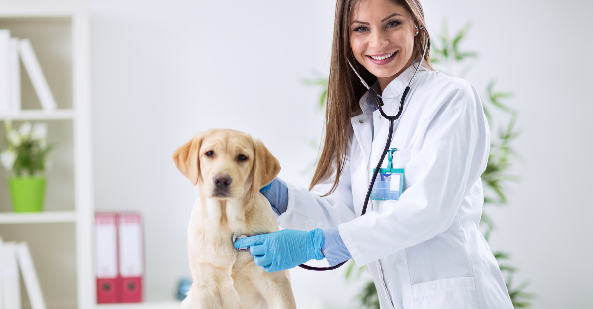 Long Veterinary Gloves