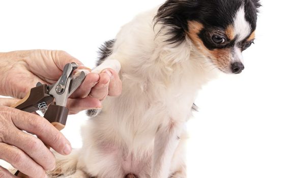 Dog Nail Clippers
