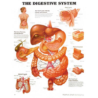 Chart Digestive System, Each Each
