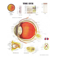 ACC Eye Chart