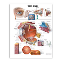 Poly-Laminated Biological Chart - Eye, Ear and Head (Simple) Each