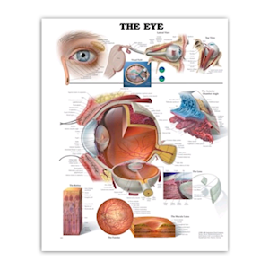 Poly-Laminated Biological Chart - Eye, Ear and Head (Simple) Each