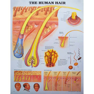 Chart The Human Hair Each | Livingstone International