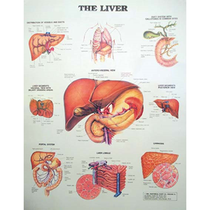 Chart The Liver, Each Each | Livingstone International