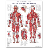 Anatomical Chart, Male Muscular System, 20" x 26", Laminated Heavy Paper, Each Each