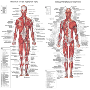 Chart of the Human Muscular System, Giant (107 x 158cm) Each ...