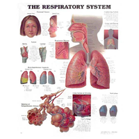 Respiratory System Chart, Each Each