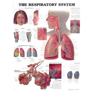 Respiratory System Chart, Each Each