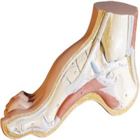 ANATOMICAL FOOT MODEL - HIGH ARCHED FOOT Each