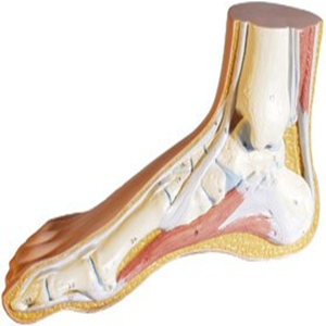 3B Anatomical Foot Model