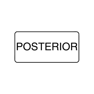 "POSTERIOR" - X-RAY LABEL 500/BOX Box