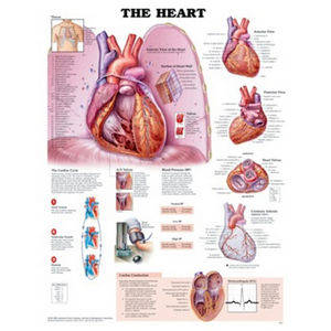 Chart, "Anatomy of the Heart", 50 x 61cm, Rigid, Each Each