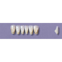 Myerson Anteriors YM1-100