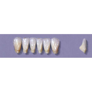 Myerson Anteriors YM1-100
