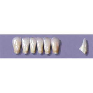 Myerson Anteriors YM1-100