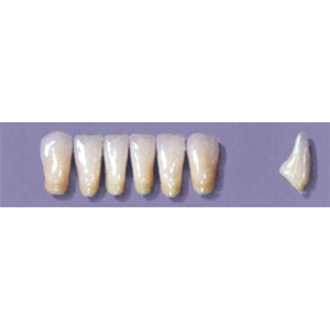 Myerson Anteriors YM1-100