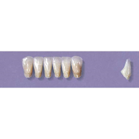 MYERSON ANTERIORS #3/60 (1x6 CARD) Card