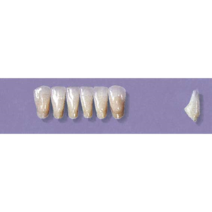 MYERSON ANTERIORS #3/E (1x6 CARD) Card