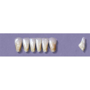Myerson Anteriors YM1-100