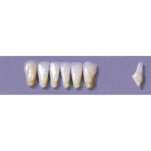 Myerson Anteriors YM1-100