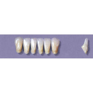 MYERSON ANTERIORS #8/F (1x6 CARD) Card