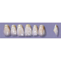MYERSON ANTERIORS #A53/C (1x6 CARD) Card