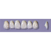 MYERSON ANTERIORS #A64/E (1x6 CARD) Card