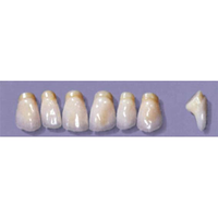 MYERSON ANTERIORS #PM6/H (1x6 CARD) Card