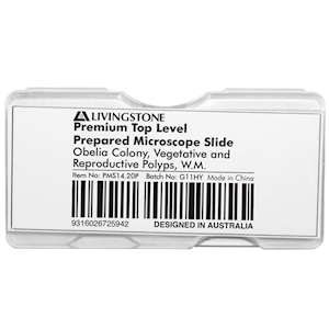 Livingstone Premium Top Level Slide, Obelia Colony, Vegetative and Reproductive Polyps, W.M, Each Each