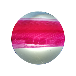 Livingstone Premium Top Level Prepared Slide, Amphioxus, Immature Adult, Whole Mount, Each Each