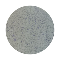 Livingstone Prepared Slide, 25 Bacteriology Slides, Each