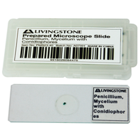 Livingstone Prepared Slide, 25 Bacteriology Slides, Each