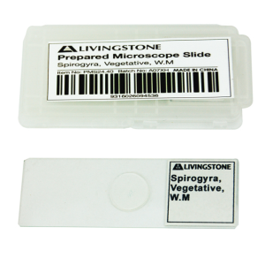 CLEARANCE, Livingstone Basic Level Prepared Slide, Plankton, Mixed, Whole Mount, Each