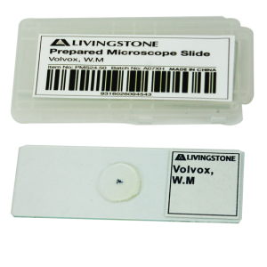 CLEARANCE, Livingstone Basic Level Prepared Slide, Plankton, Mixed, Whole Mount, Each
