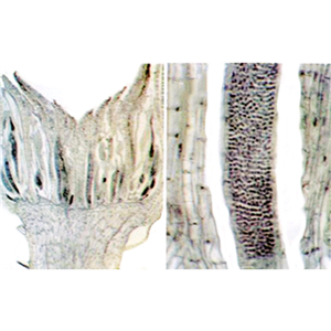 CLEARANCE, Livingstone Basic Level Prepared Slide, Plankton, Mixed, Whole Mount, Each