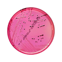 Livingstone Prepared Plated Media, Xylose Lysine Deoxycholate (XLD) Agar Plates, 10 Pieces/Pack Pack