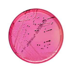 Livingstone Prepared Plated Media, Xylose Lysine Deoxycholate (XLD) Agar Plates, 10 Pieces/Pack Pack