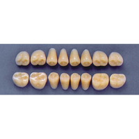 ULTRADENT POST. 31Z/65 LOWER (1x8 CARD) Card