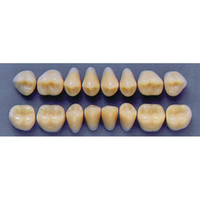ULTRADENT POST 34L/65 LOWER (1x8 CARD) Card