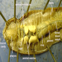 Earthworm Dissected To Show Viscera Zps-100 Each