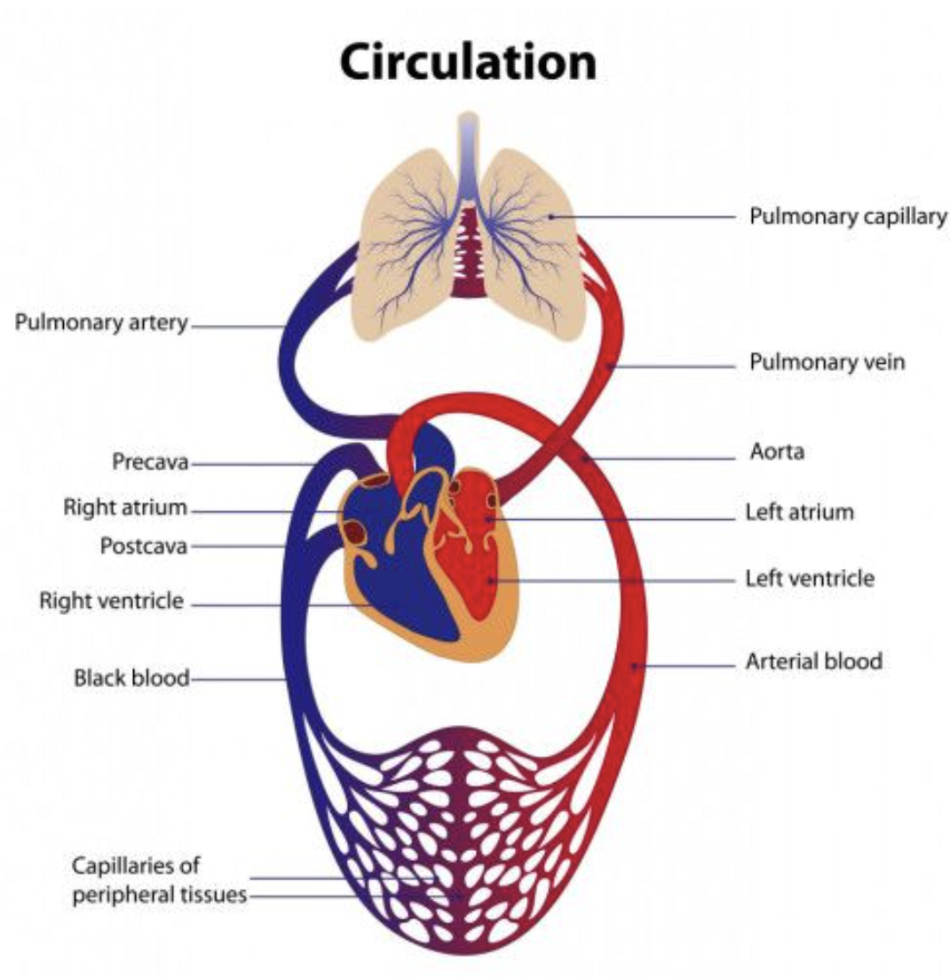 The circulatory system and how blood travels through the body